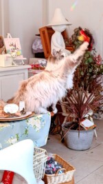 モモカフェ 遊ぶ猫