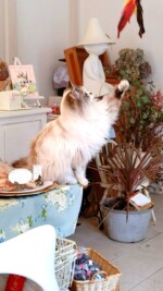 モモカフェ 遊ぶ猫