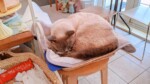 丸くなって眠る猫