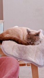 モモカフェ ボンボン